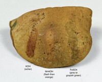 Boletus ochraceoluteus image