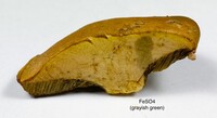 Boletus ochraceoluteus image