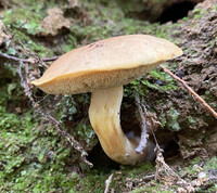 Boletus ochraceoluteus image