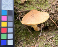 Boletus ochraceoluteus image