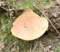 Boletus ochraceoluteus image