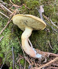 Boletus ochraceoluteus image