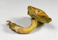 Boletus ochraceoluteus image