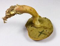 Boletus ochraceoluteus image