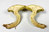 Boletus ochraceoluteus image