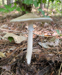 Amanita submaculata image