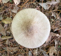 Amanita submaculata image