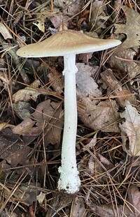 Amanita submaculata image