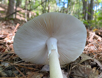 Amanita submaculata image