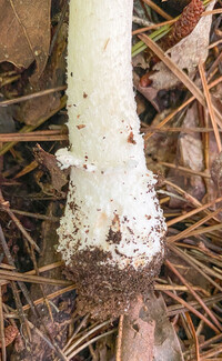 Amanita submaculata image