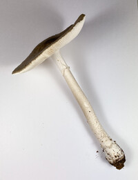 Amanita submaculata image