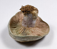 Lactarius paradoxus image