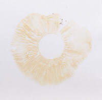 Lactarius paradoxus image