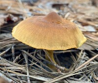 Cortinarius cinnamomeus image