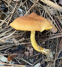 Cortinarius cinnamomeus image