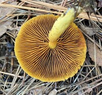 Cortinarius cinnamomeus image