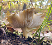 Tricholoma portentosum image