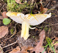 Tricholoma portentosum image