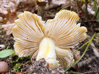 Tricholoma portentosum image