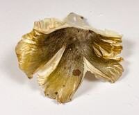 Tricholoma portentosum image