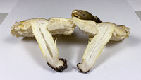 Tricholoma portentosum image
