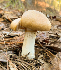 Cortinarius caperatus image