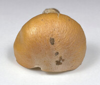 Cortinarius caperatus image