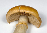 Cortinarius caperatus image
