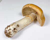 Cortinarius caperatus image