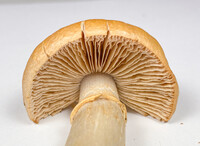 Cortinarius caperatus image