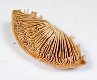 Cortinarius caperatus image