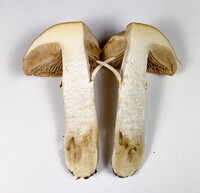 Cortinarius caperatus image