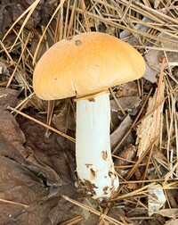 Cortinarius caperatus image