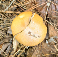 Cortinarius caperatus image