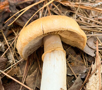 Cortinarius caperatus image