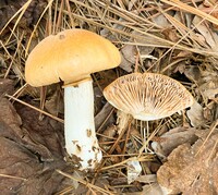 Cortinarius caperatus image