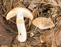 Cortinarius caperatus image