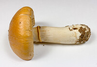 Cortinarius caperatus image