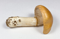 Cortinarius caperatus image