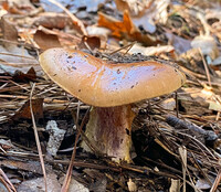 Cortinarius atkinsonianus image