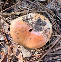 Cortinarius atkinsonianus image