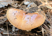 Cortinarius atkinsonianus image