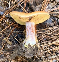 Cortinarius atkinsonianus image