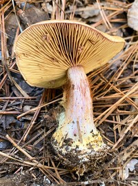 Cortinarius atkinsonianus image