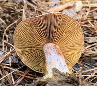 Cortinarius atkinsonianus image