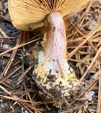 Cortinarius atkinsonianus image