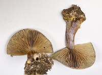 Cortinarius atkinsonianus image