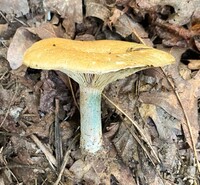 Lactarius chelidonium image