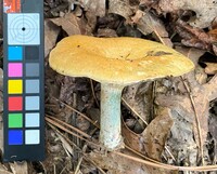 Lactarius chelidonium image