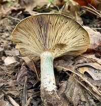 Lactarius chelidonium image